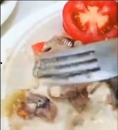 狗吃鲱鱼罐头视频吐了,呕吐画面引网友热议